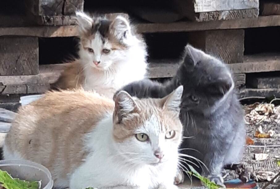 Те самые кошка с котятами. Вышли погреться в последних лучах осеннего солнца. Еще двое прячутся. 