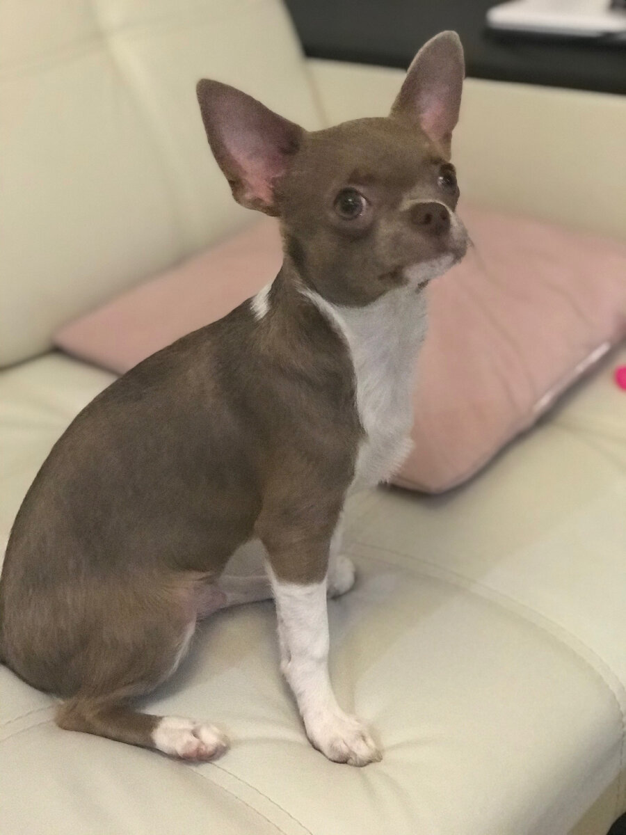 Звезда данной статьи Дени. Красавец наш. 