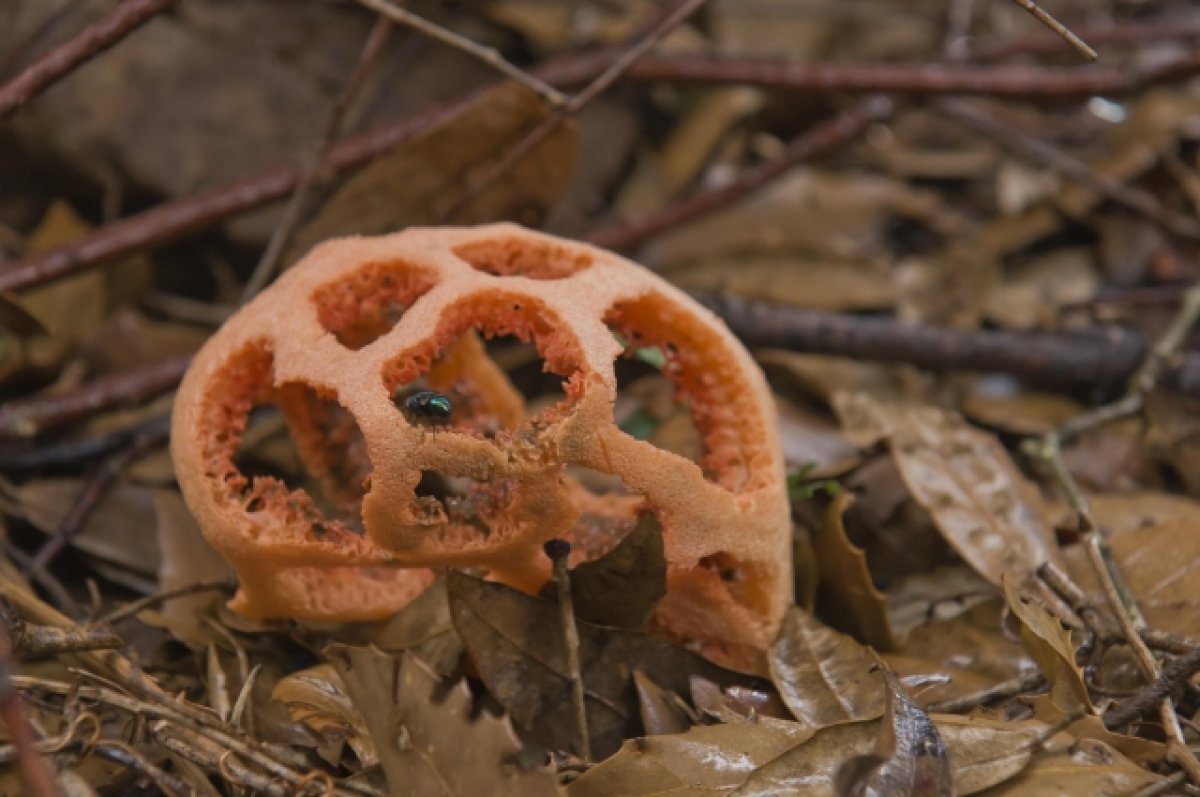    Решеточник красный.