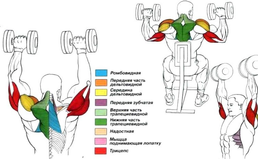 Жим арнольда мышцы. Жим гантелей сидя, передняя Дельта. Жим гантелей вверх мышцы. Поочередный жим гантелей сидя. Жим гантелей сидя группы мышц.