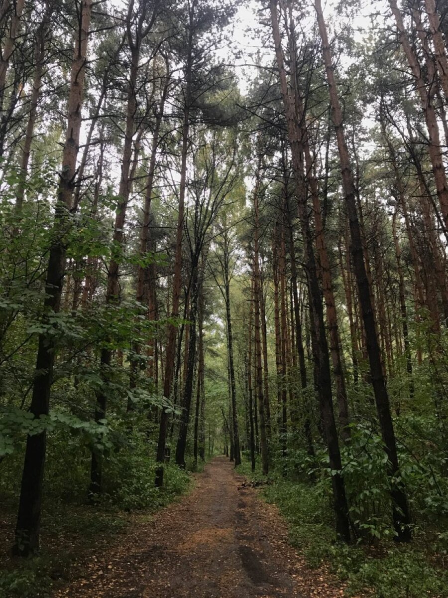 Москва, район Бибирево, Лианозовский питомник