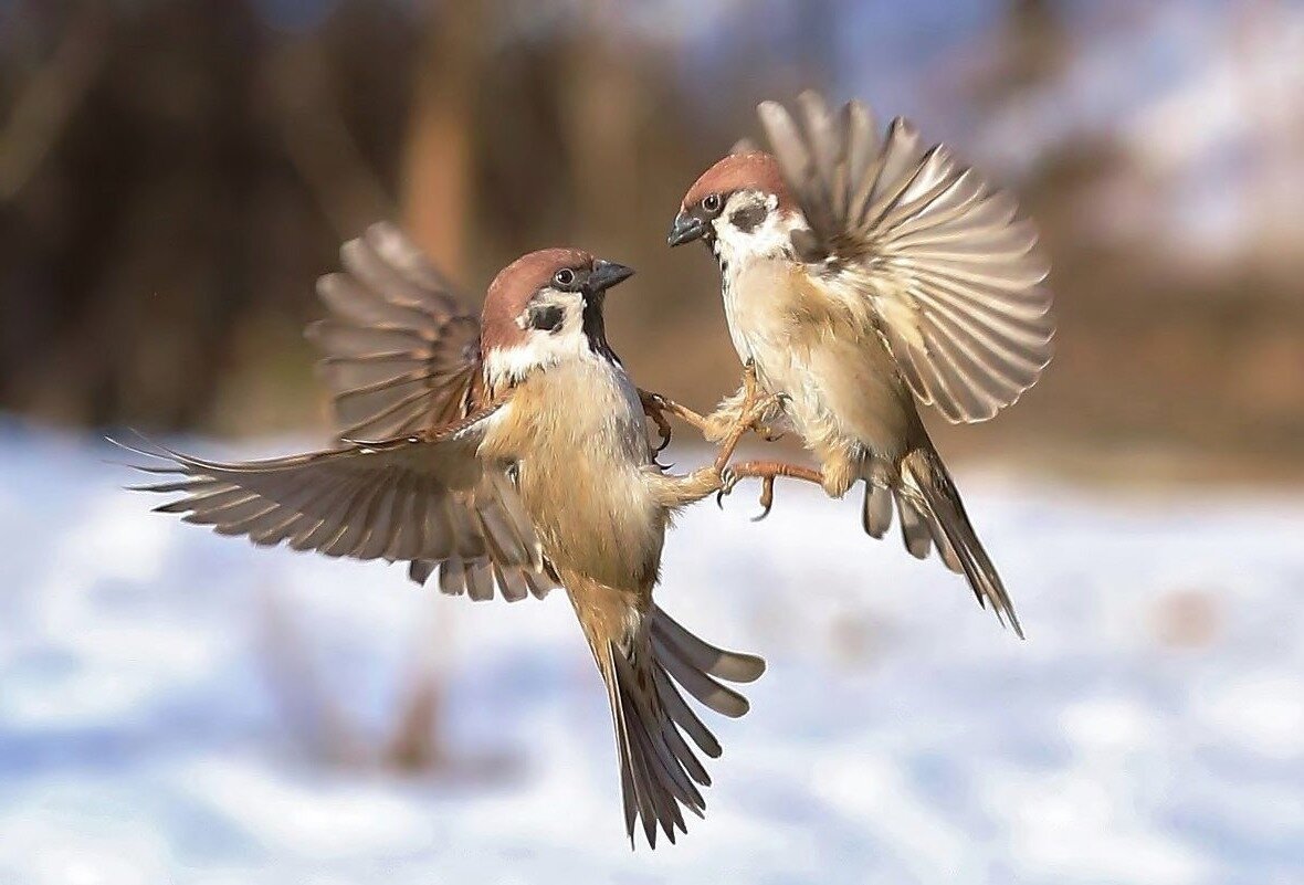 Воробьи. Фото из Яндекс картинки