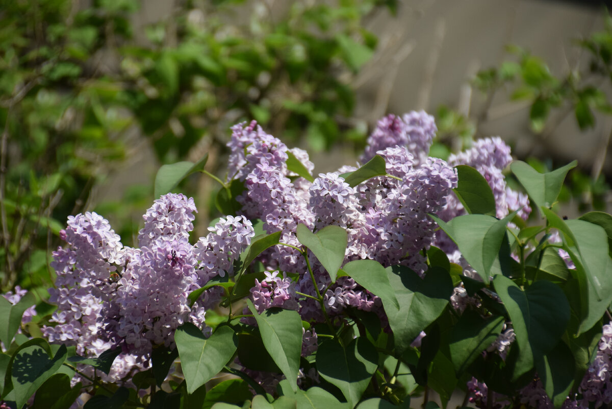 Первое место, где я обнаружила сирень в Турции. Цветет в конце апреля - начале мая