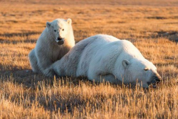 Остров Врангеля – самая северная заповедная зона в России, «роддом» белых медведей, объект Всемирного наследия ЮНЕСКО.-2