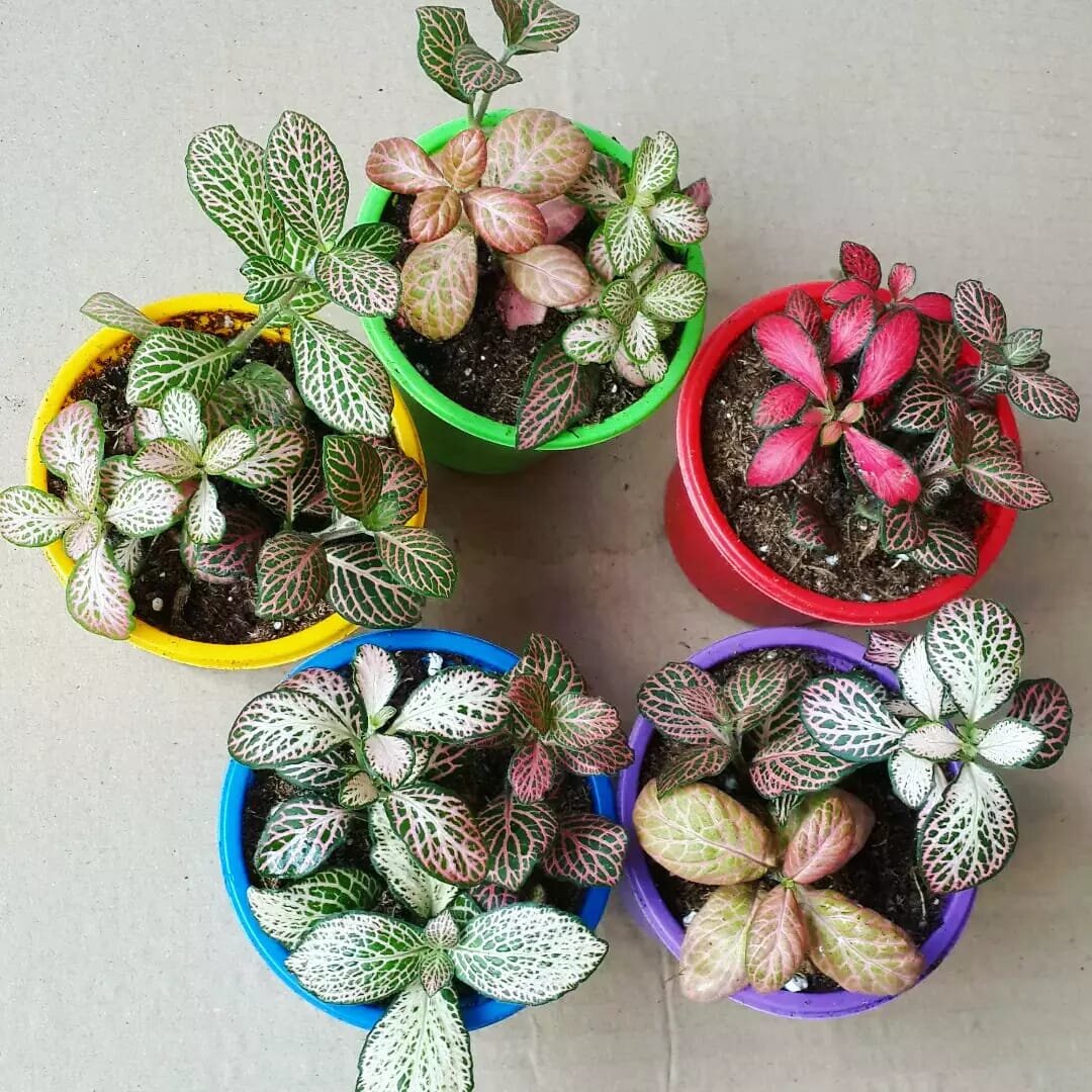 Можно посадить в один горшочек несколько разных видов фиттоний. У меня в коллекции несколько десятков видов. Растения разрастаясь, заполняют собой весь горшочек.