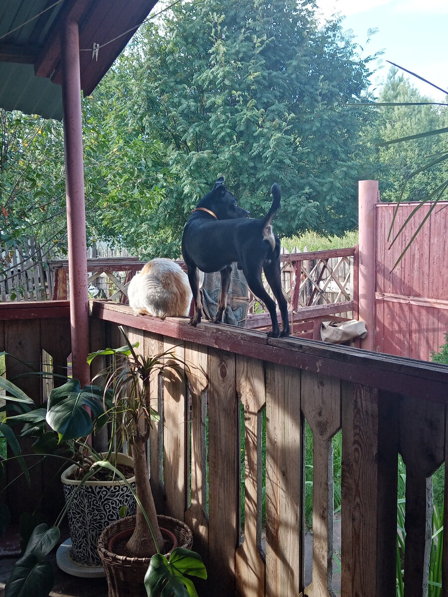 Балкон - терраса