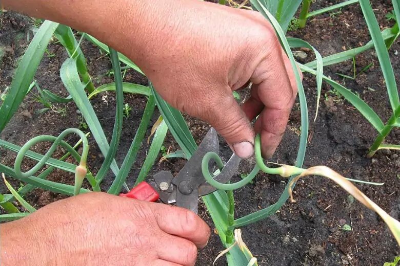 Лук севок урожай. Когда можно убрать чеснок и лук. Уборка озимого чеснока. Выкапываем чеснок. Цветонос чеснока.