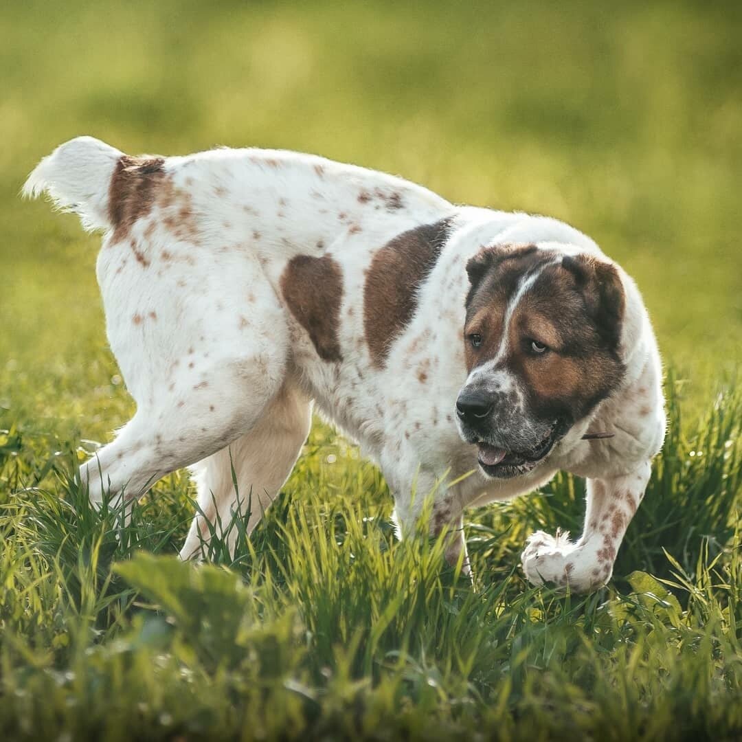 Породистые собаки в дар. Часть 3 | Ирина Дорн 🐶🐱 | Дзен