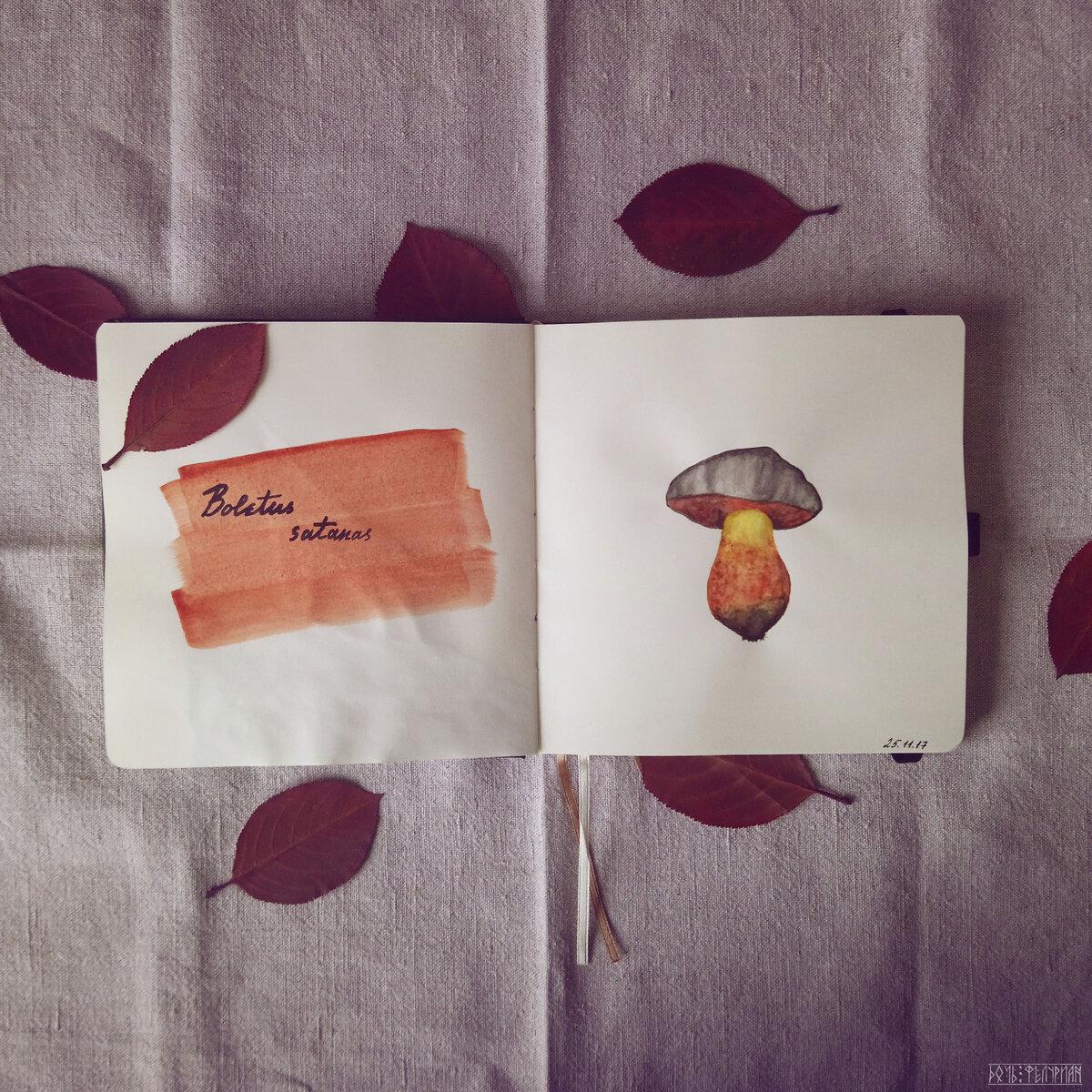 Boletus satanas (сатанинский гриб), 25.11.2017