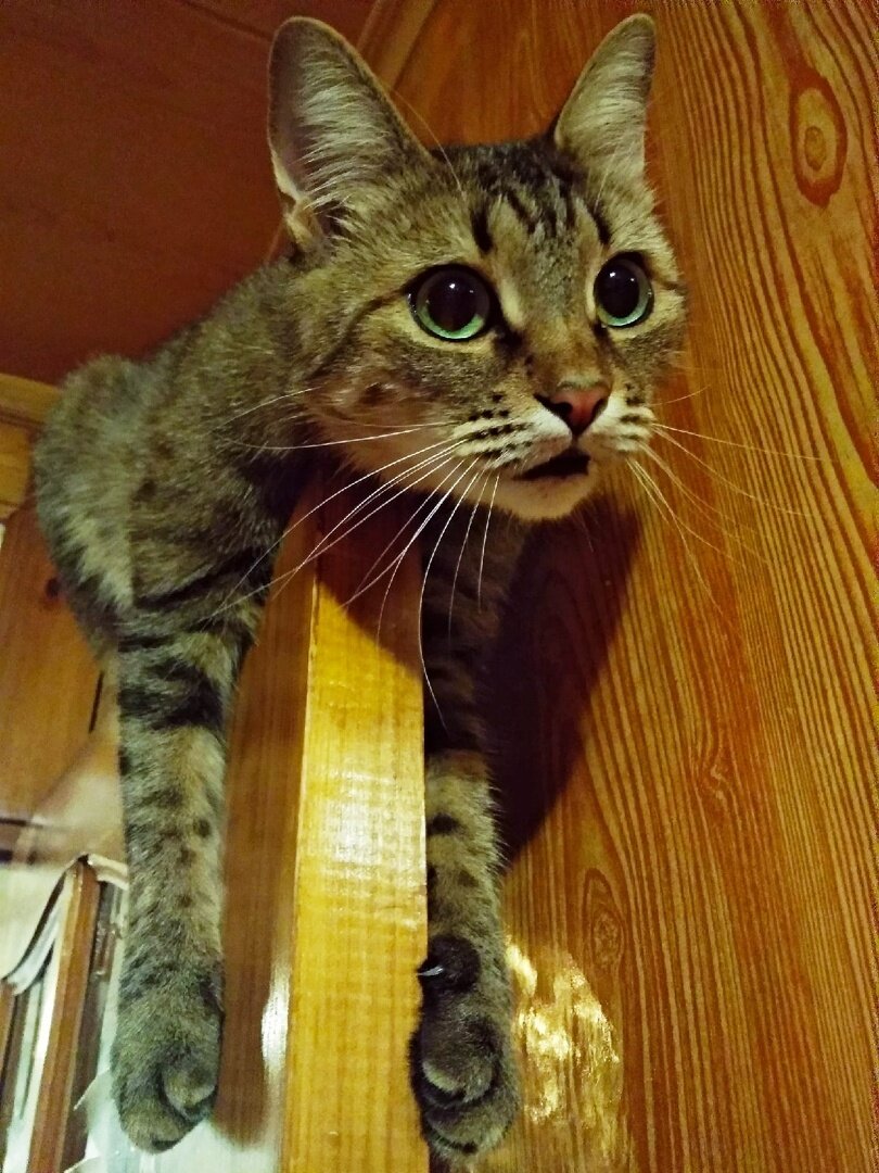 Фото автора. Альпа снова покоряет вершины!