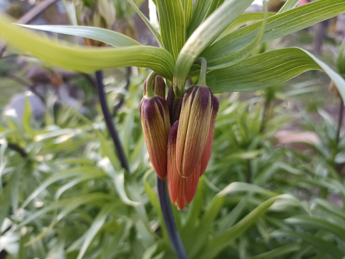 Рябчик императорский готов распуститься. Фото автора