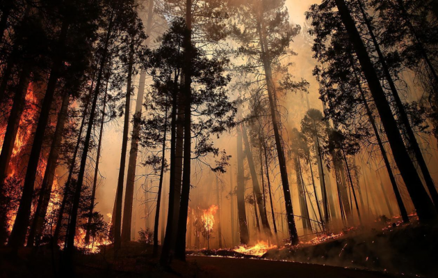    Лесной пожар Reference.com