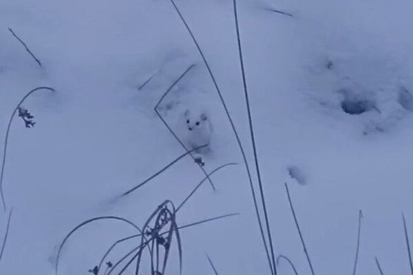     Скриншот видео Комитета по животному миру Ленинградской области