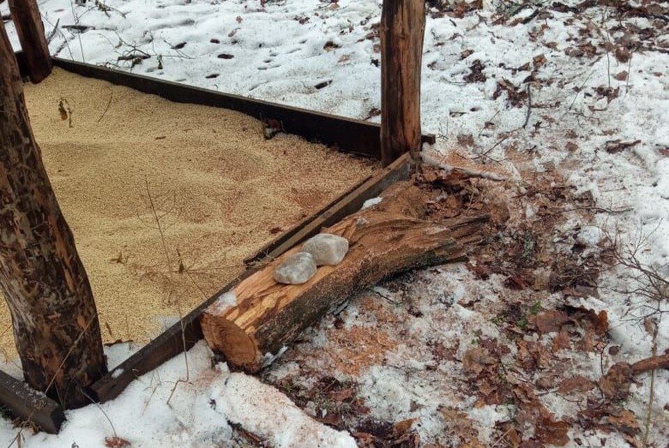     Фото: Национальный парк «Бузулукский бор»