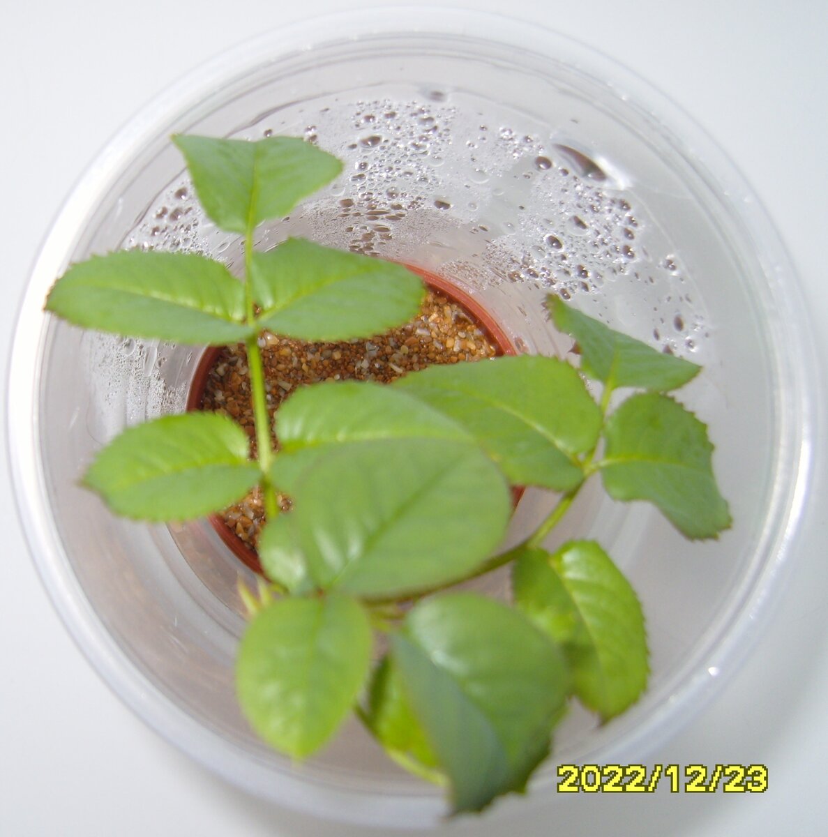 Второй черенок розы Блаш через два месяца