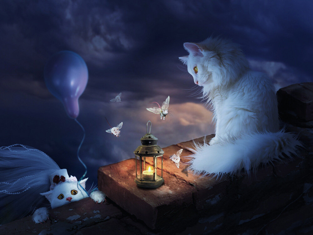 Волшебной ночи красивые. Волшебный кот. Кот ночью. Фэнтези кошки. Сказочная ночь.