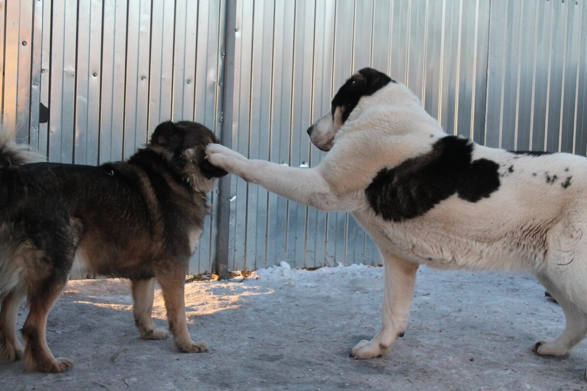 Малыша может обидеть любой...