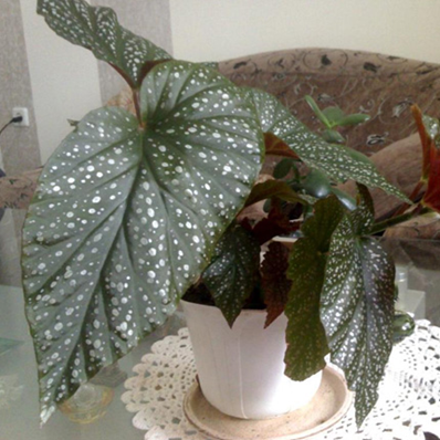 Бегония Люцерна