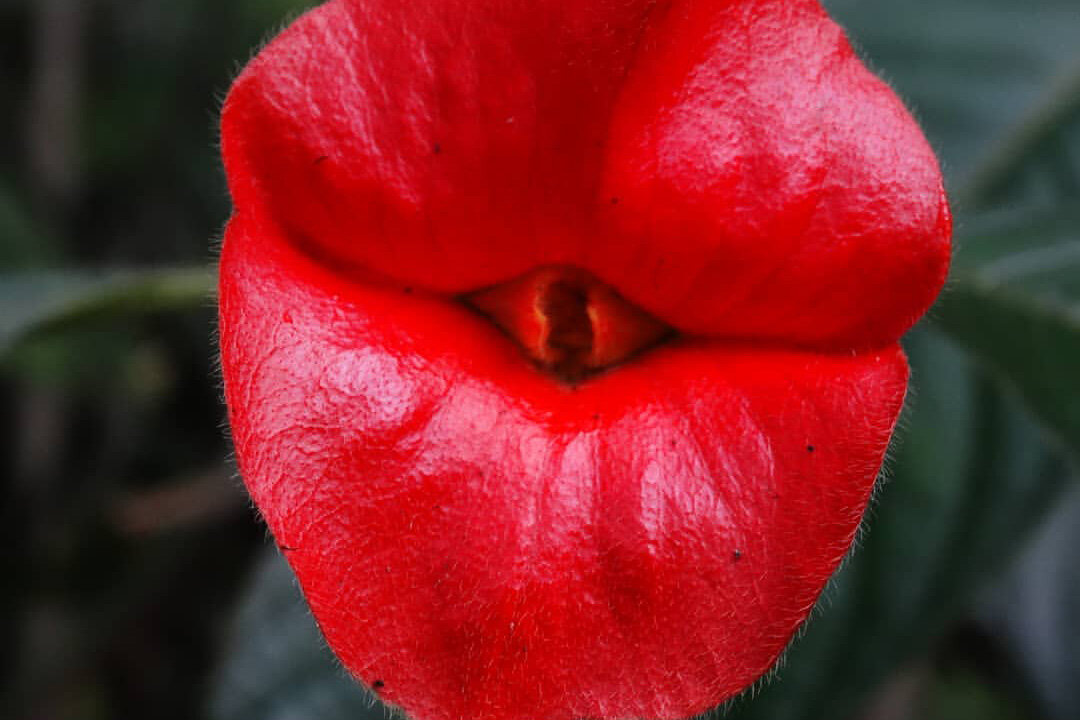 Psychotria elata