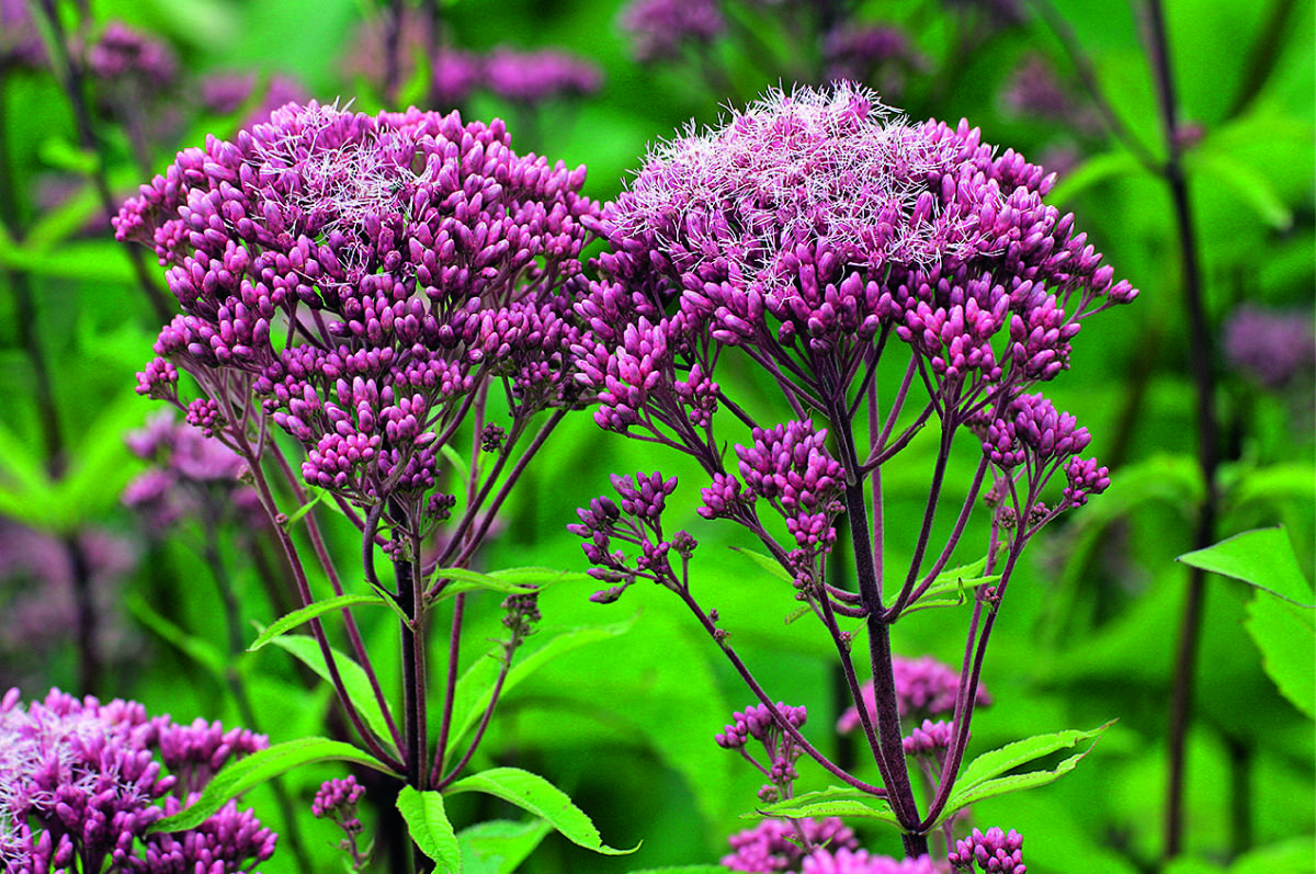    Посконник пурпурный