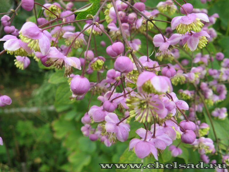 Василистник Делавея -фото из моего сад, логотип на фото моего сайта о растениях http://chelsad.ru/index.php/mnogoletniki/210-vasilistnik