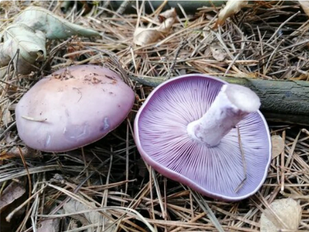 Автор фото  Василий dr.basilfz
