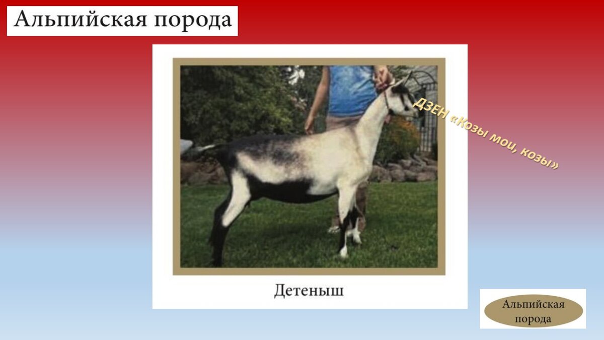 Породы дойных коз с фотографиями названиями Фото подборка ПОРОДЫ КОЗ ОПИСАНИЕ ФОТО