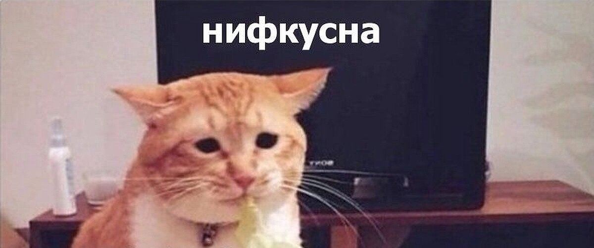 Кот истину глаголет