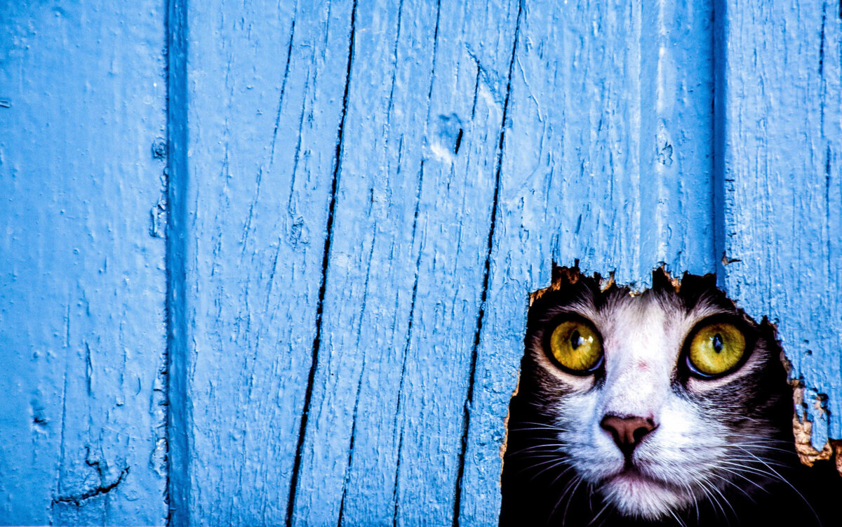 ну интересно же))) Яндекс-картинки