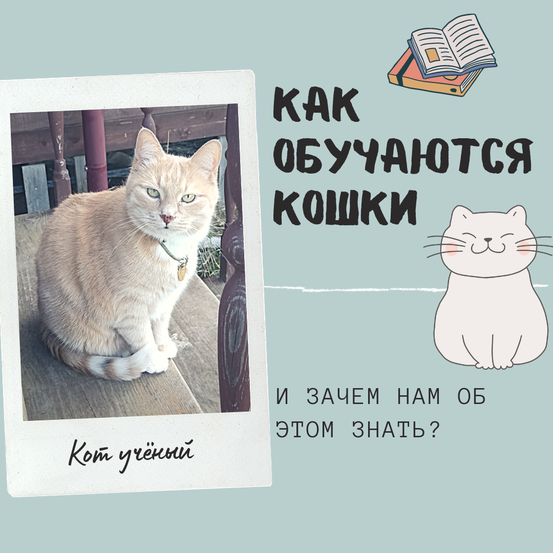 Подставка для мисок коту | Пикабу