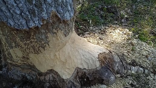 Здесь точно живут бобры! 🦫🌲