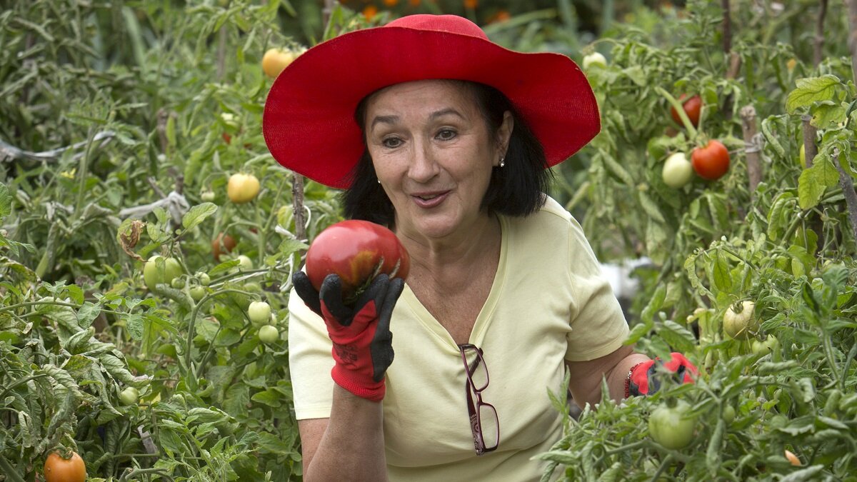    Кому противопоказано употребление томатов в пищу