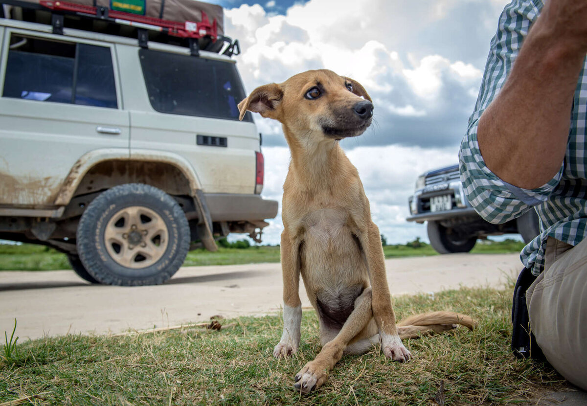 Источник фото: https://www.thedodo.com/paralyzed-puppy-finds-help-2306618551.html