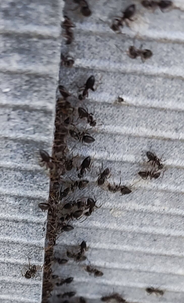 Фото автора, муравьи в теплице, май 2023 года