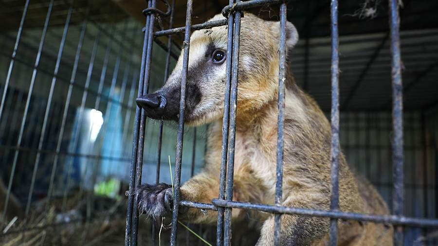 Яндекс.Картинки
