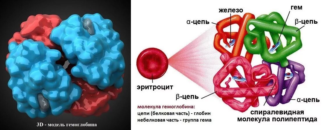 Молекула гемоглобина является примером какой структуры белка