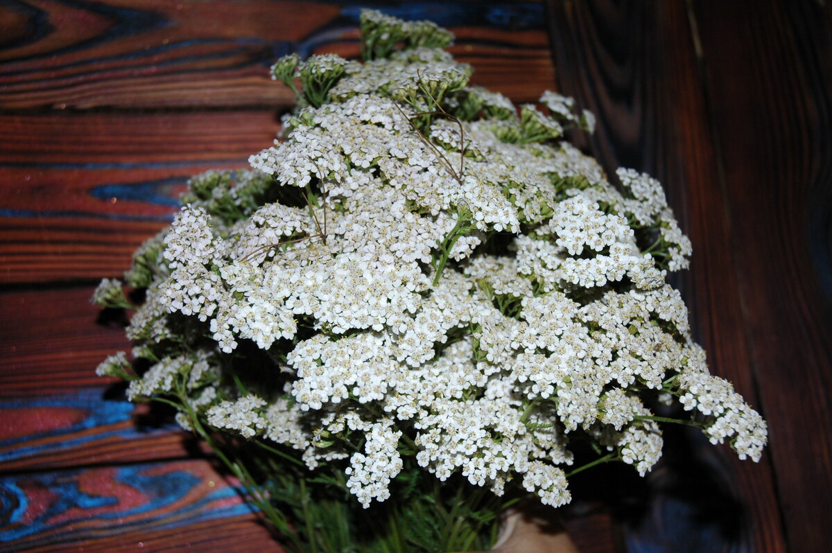Букет из тысячелистника обыкновенного