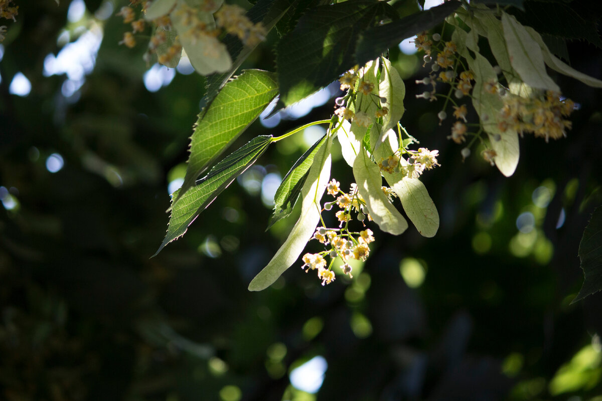 Фото автора | Только в союзе с тенью свет имеет значение