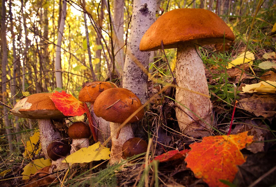 Хороша грибами время года. Осенние грибы. Грибы осенью. Грибы в осеннем лесу. Осень грибы.