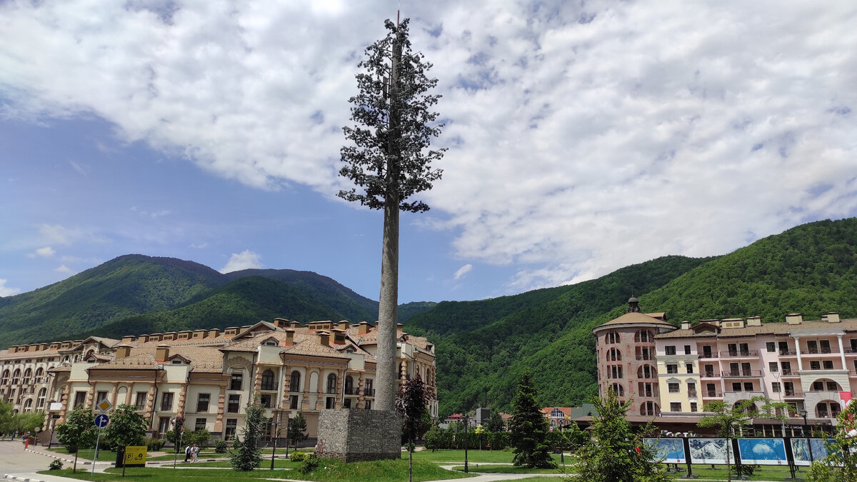 Странное дерево в Красной поляне. Фото автора
