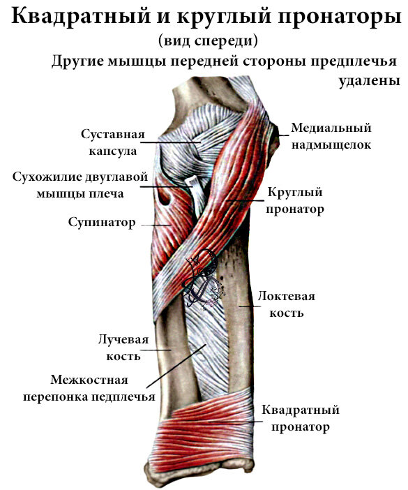 Круглый пронатор фото