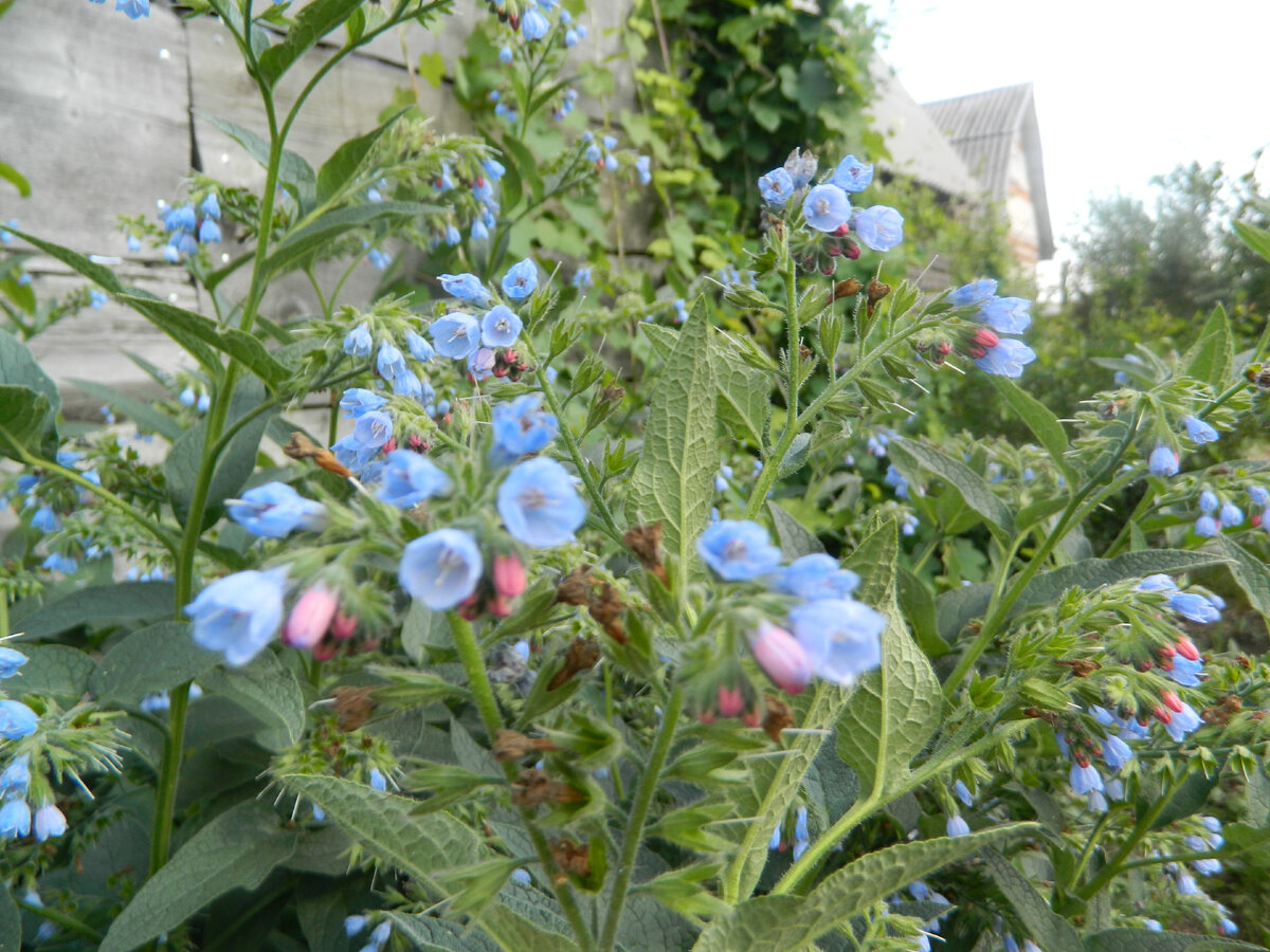 Окопник уже вовсю цветет