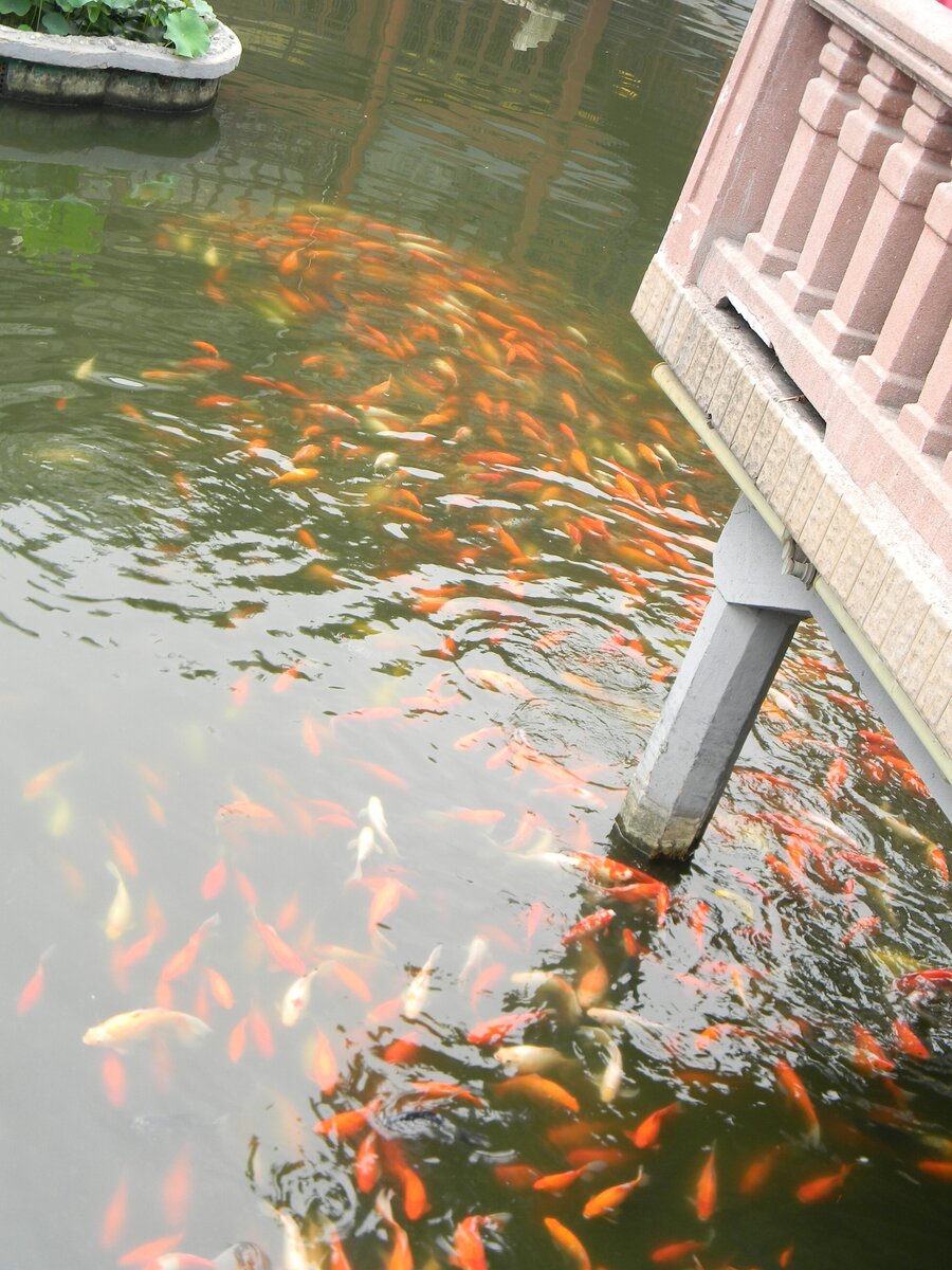 Золотые рыПки. Фотка кривая, зато авторская.