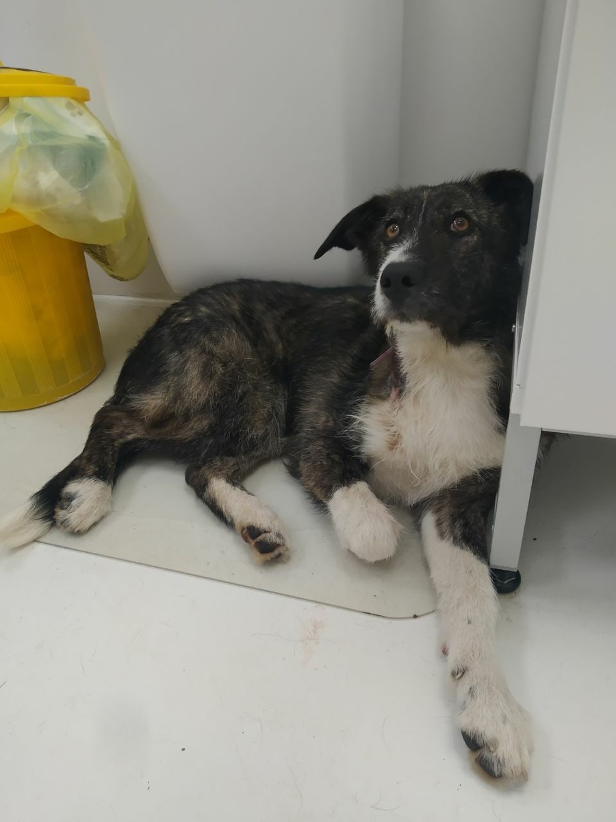 Рамона в клинике