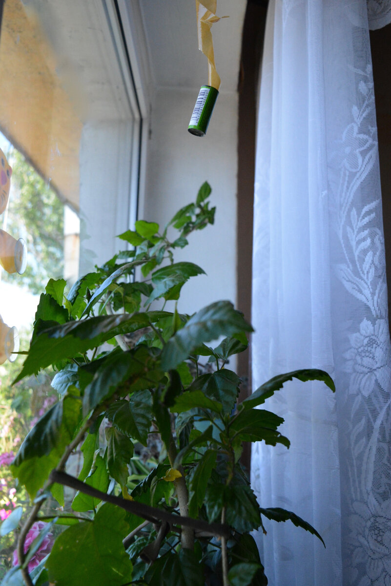 прицепила над растением на скотч