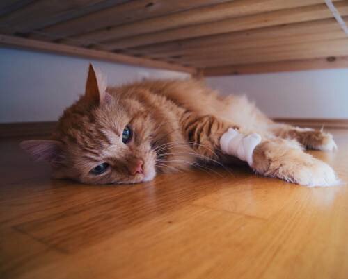 Физические признаки боли у кошек