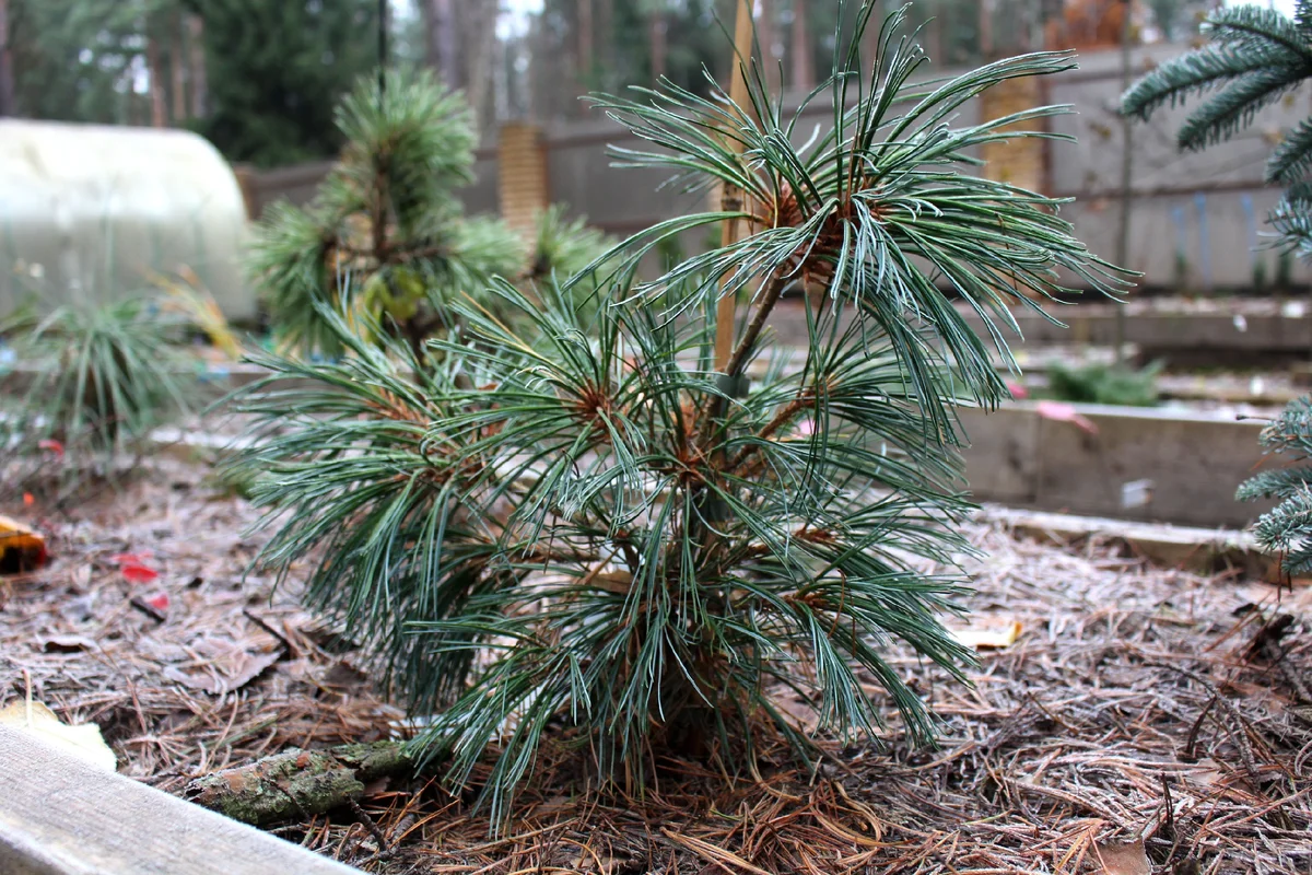 сосновый бор город. чантри блю сосна горная. сосна обыкновенная. сосновый бор. шютте хвойных.