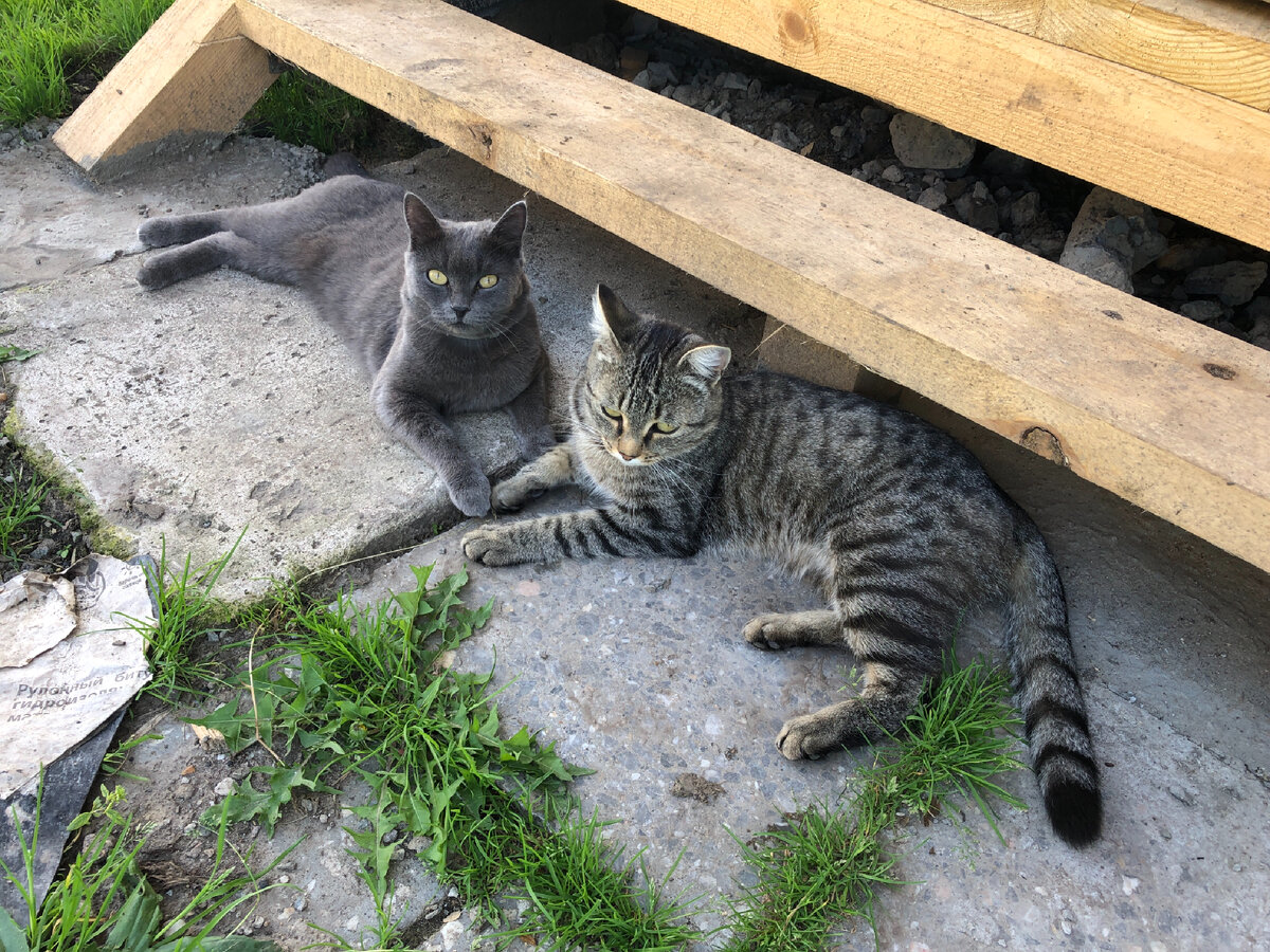Кошки отдыхают. Фото автора