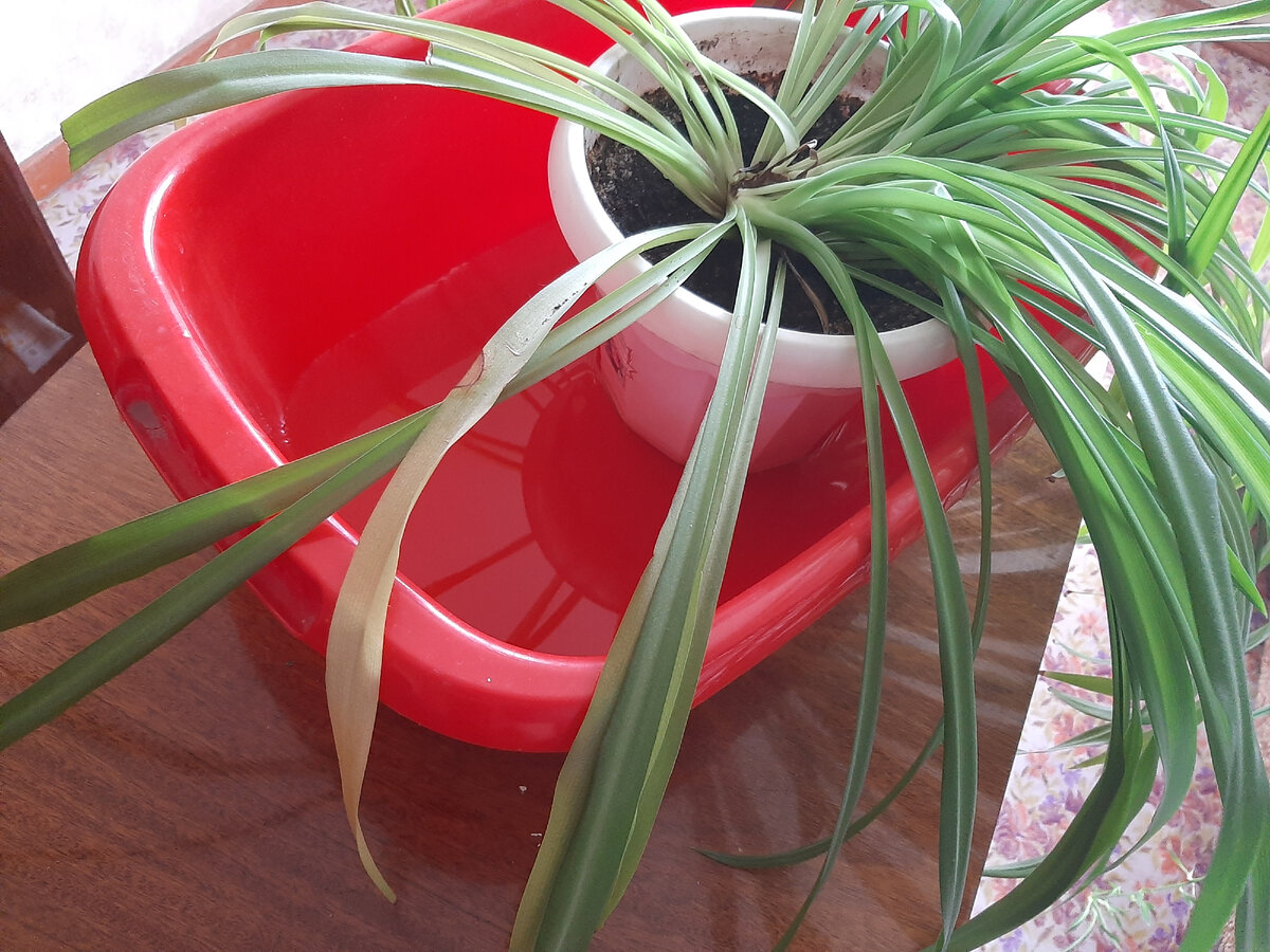 тазик с водой подходит далеко не всем растениям, да и где столько тазиков взять