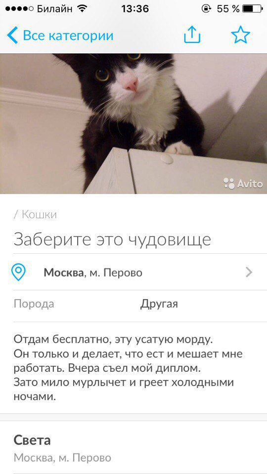 Авито забери. Прикольные объявления о продаже животных. Продается кот прикол. Смешное объявление о продаже кота. Смешное объявление про кота